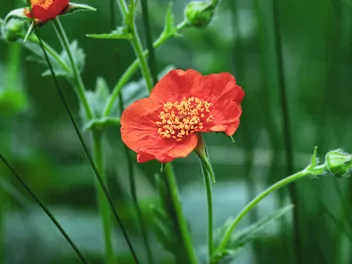 Kuklik chilijski - zdjęcie 5