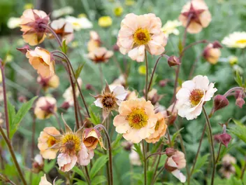 Ilustracja rośliny kuklik chilijski