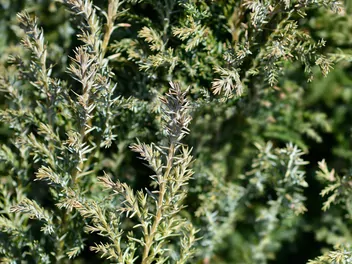 Cyprysik Lawsona 'Ellwoodii' - zdjęcie 2