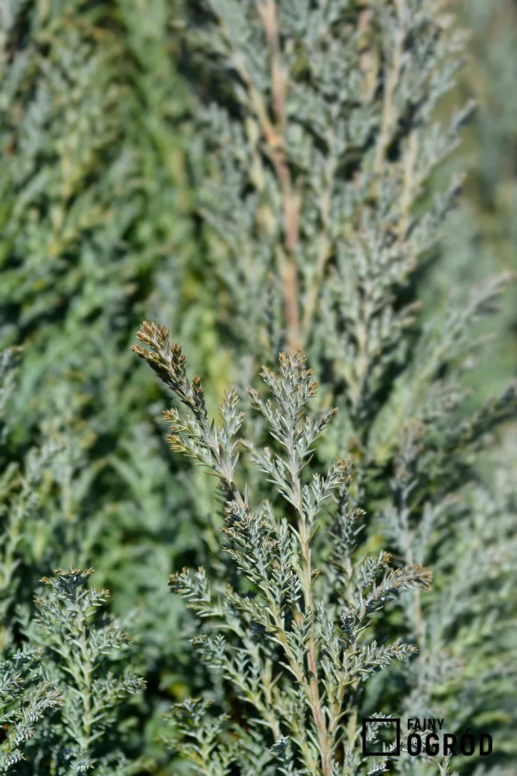 Cyprysik Lawsona 'Ellwoodii'