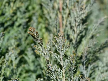 Cyprysik Lawsona 'Ellwoodii' - zdjęcie 3