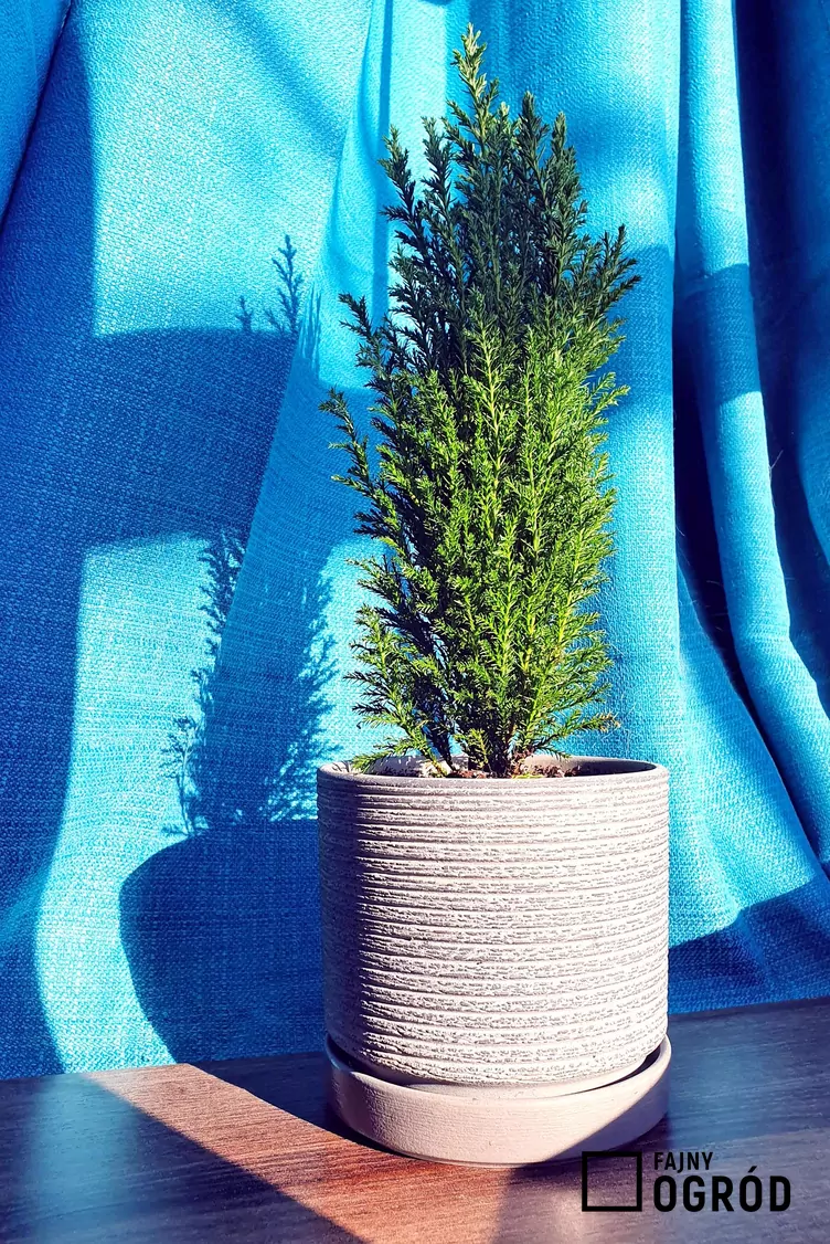 Cyprysik Lawsona 'Ellwoodii'