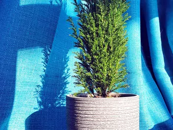 Cyprysik Lawsona 'Ellwoodii' - zdjęcie 4