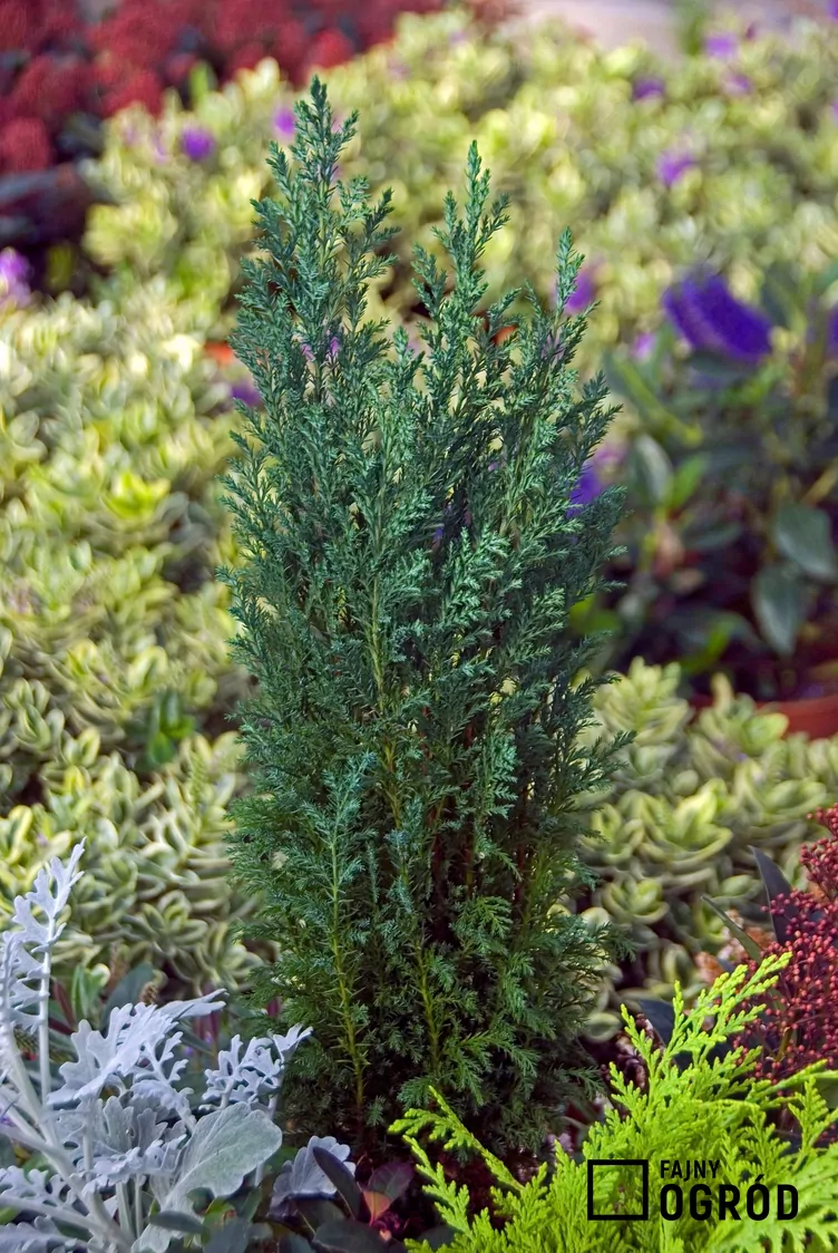 Cyprysik Lawsona 'Ellwoodii' - zdjęcie 5