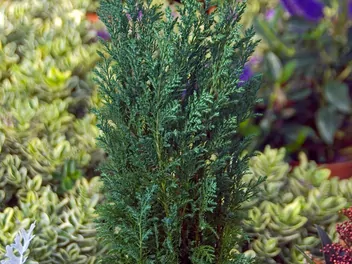 Cyprysik Lawsona 'Ellwoodii' - zdjęcie 5