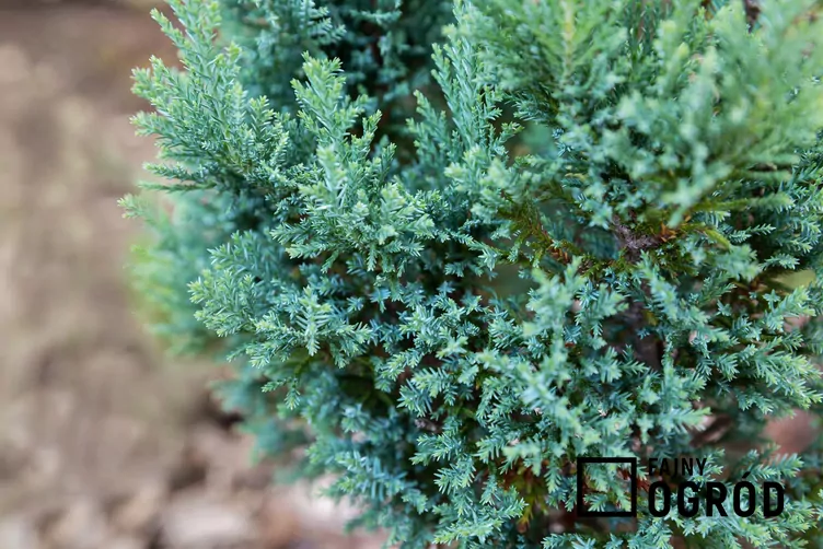 Cyprysik Lawsona 'Ellwoodii'