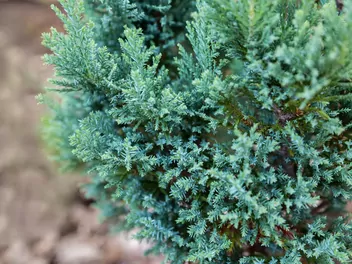 Zdjęcie ilustrujące cyprysik lawsona 'ellwoodii'