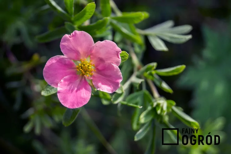 Pięciornik różowy