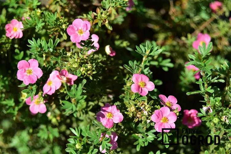 Pięciornik krzewiasty 'Pink Beauty'