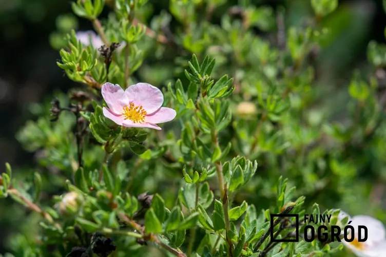 Pięciornik krzewiasty 'Pink Beauty'