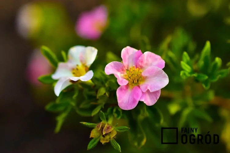 Pięciornik krzewiasty 'Pink Beauty' - zdjęcie 5