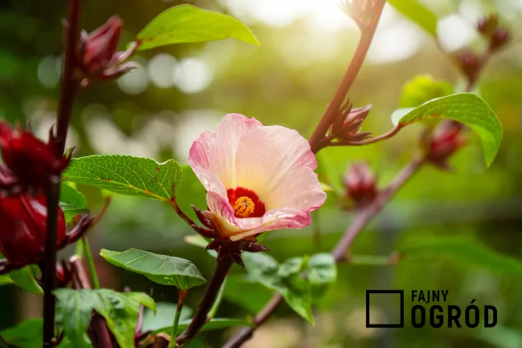 Hibiskus szczawiowy