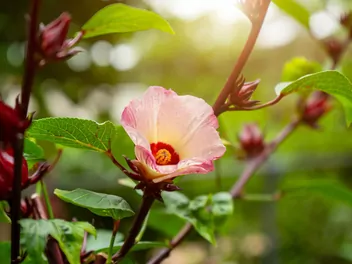 Ketmia szczawiowa - zdjęcie 2