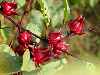 Ketmia szczawiowa - zdjęcie 3