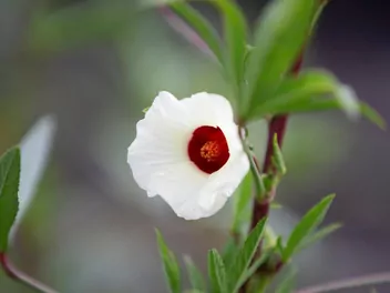 Ketmia szczawiowa - zdjęcie 4