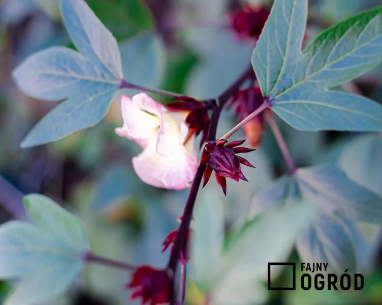 Ketmia szczawiowa - zdjęcie 5