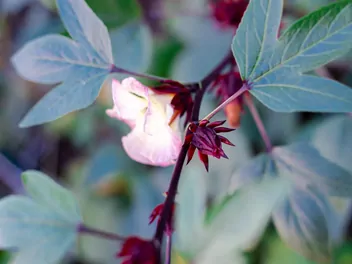 Ketmia szczawiowa - zdjęcie 5