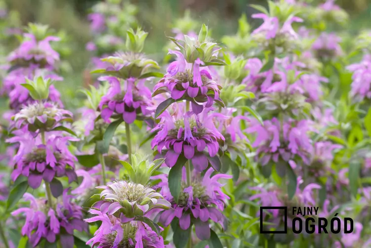 Pysznogłówka cytrynowa