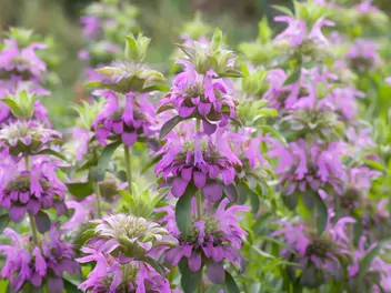 Ilustracja rośliny pysznogłówka cytrynowa