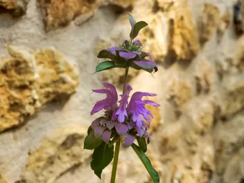 Pysznogłówka cytrynowa - zdjęcie 2