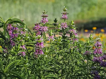 Pysznogłówka cytrynowa - zdjęcie 3