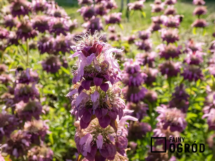 Pysznogłówka cytrynowa