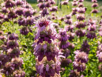 Pysznogłówka cytrynowa - zdjęcie 4