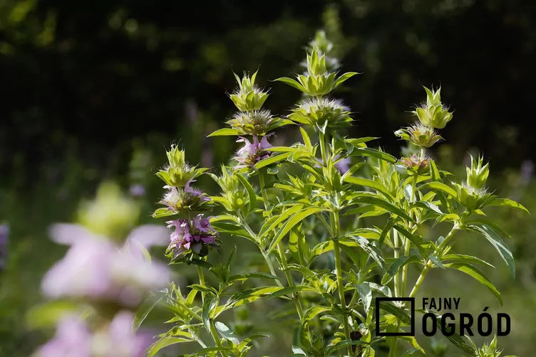 Pysznogłówka cytrynowa - zdjęcie 5