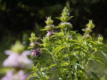 Pysznogłówka cytrynowa - zdjęcie 5