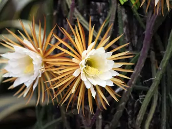 Selenicereus wielkokwiatowy - zdjęcie 2