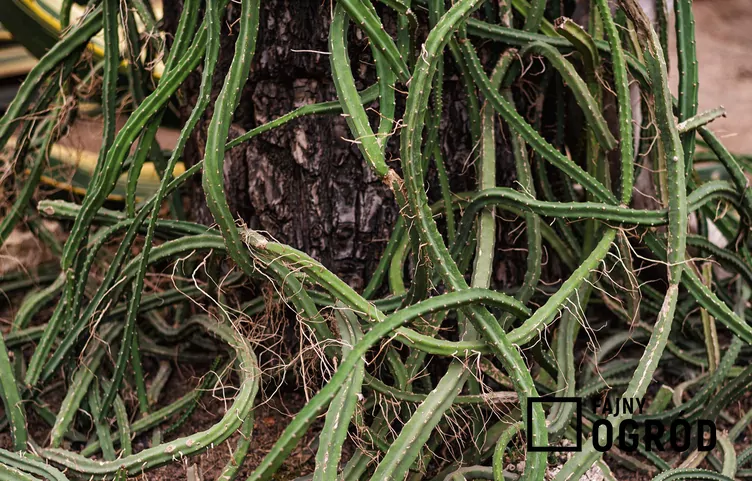 Selenicereus wielkokwiatowy