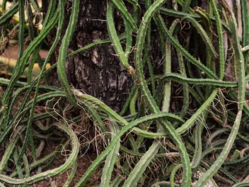 Selenicereus wielkokwiatowy - zdjęcie 3