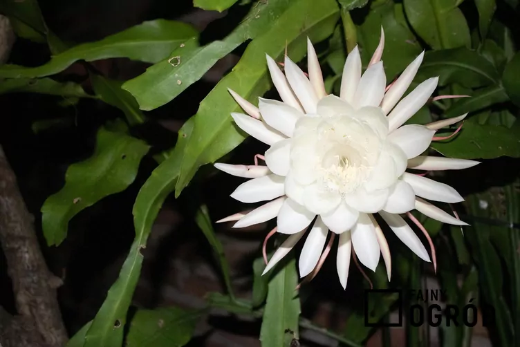 Selenicereus wielkokwiatowy