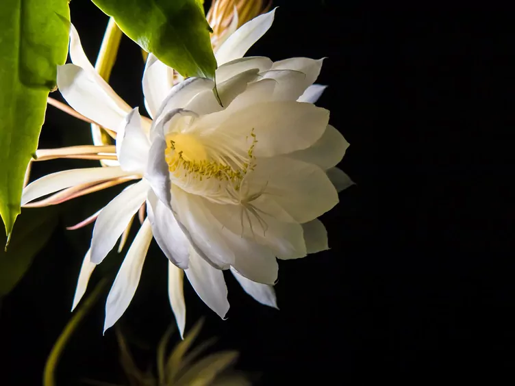 Selenicereus wielkokwiatowy - zdjęcie 5