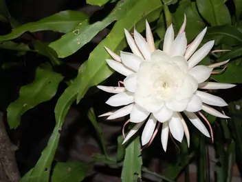 Ilustracja rośliny selenicereus wielkokwiatowy