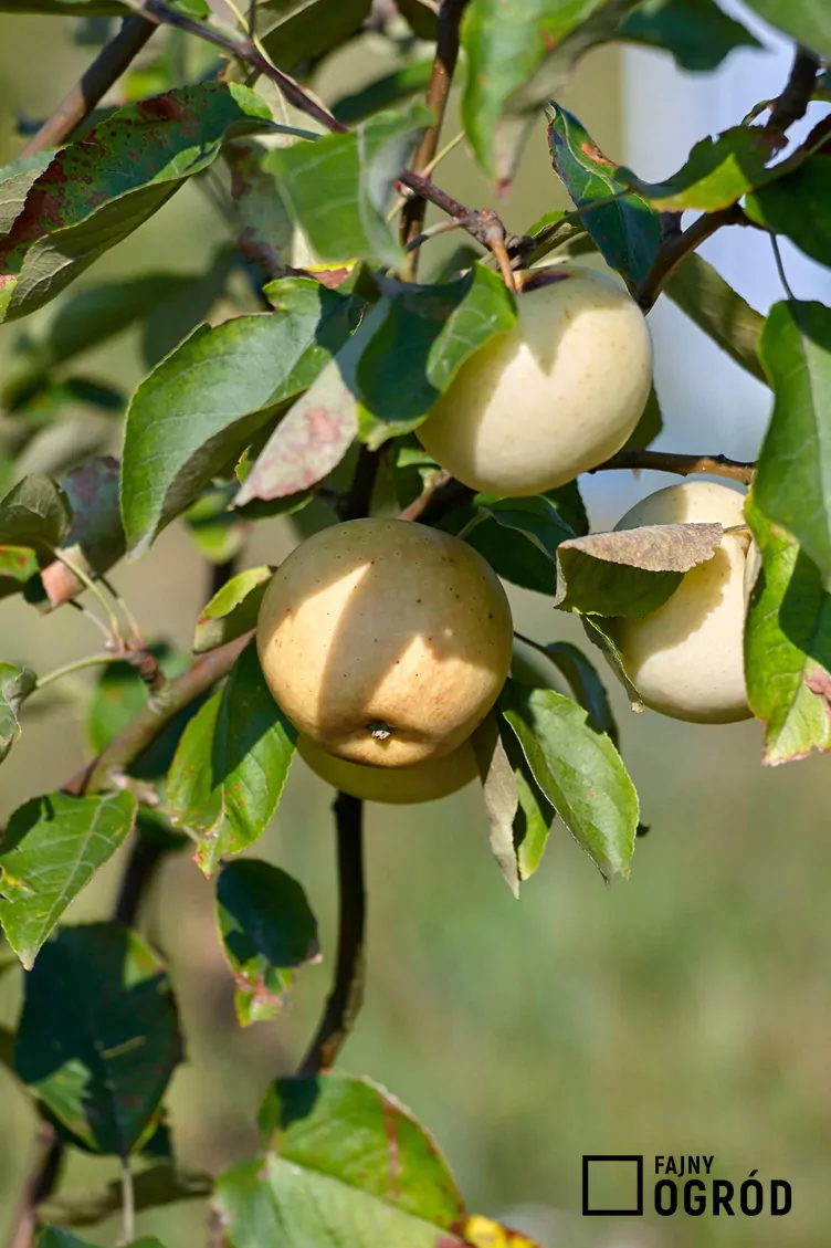Jabłoń golden delicious