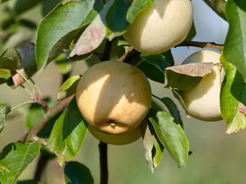 Jabłoń 'Golden Delicious' - zdjęcie 2
