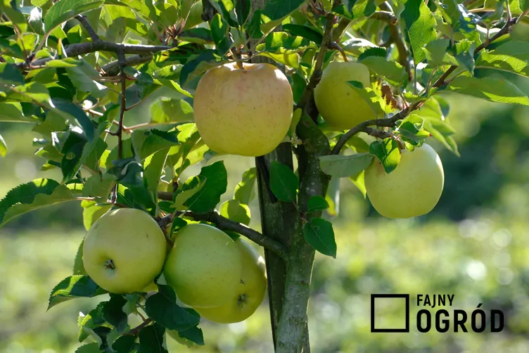 Jabłoń 'Golden Delicious'