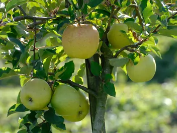 Jabłoń 'Golden Delicious' - zdjęcie 3