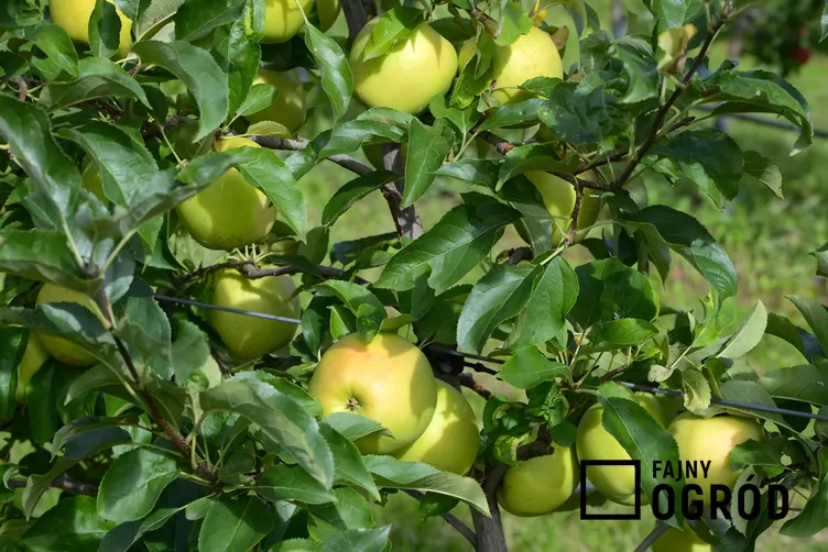 Jabłoń 'Golden Delicious'