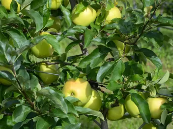 Jabłoń 'Golden Delicious' - zdjęcie 4