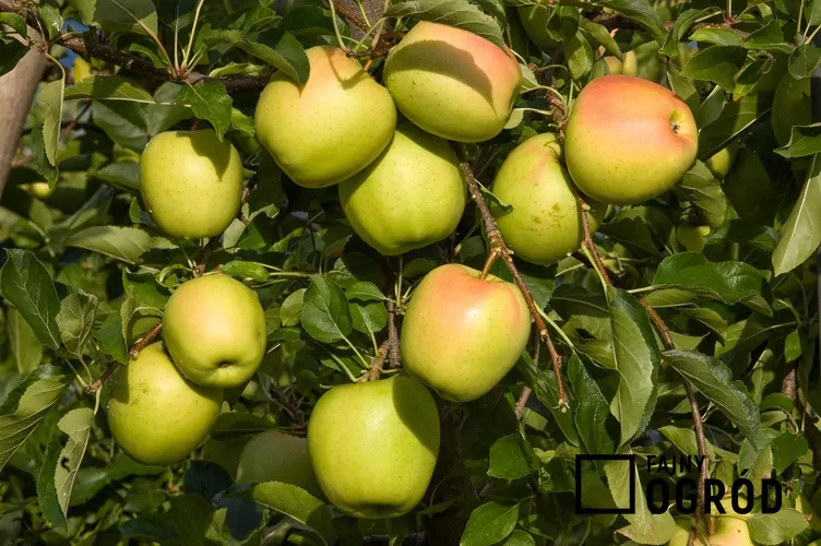 Jabłoń 'Golden Delicious' - zdjęcie 5