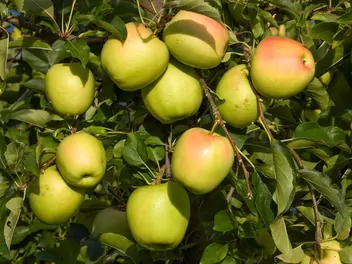 Jabłoń 'Golden Delicious' - zdjęcie 5