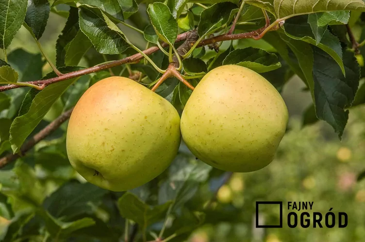 golden-delicious-1 Jabłoń 'Golden Delicious'