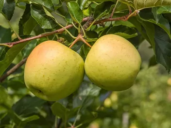 Zdjęcie ilustrujące jabłoń 'golden delicious'