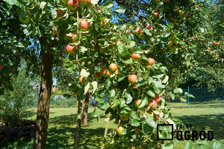 Transparente de Croncels