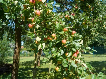Jabłoń 'Kronselska' - zdjęcie 2