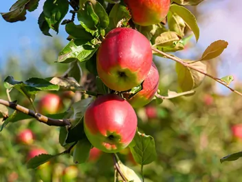Jabłoń 'Kronselska' - zdjęcie 3