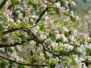 Jabłoń 'Kronselska' - zdjęcie 4