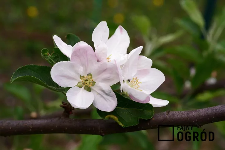 Jabłoń 'Kronselska' - zdjęcie 5